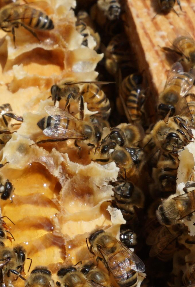 Les abeilles au fil des saisons